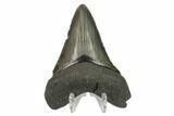 Fossil Megalodon Tooth - South Carolina #130794-2